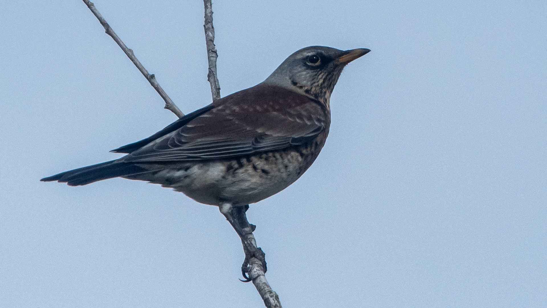 Fieldfare